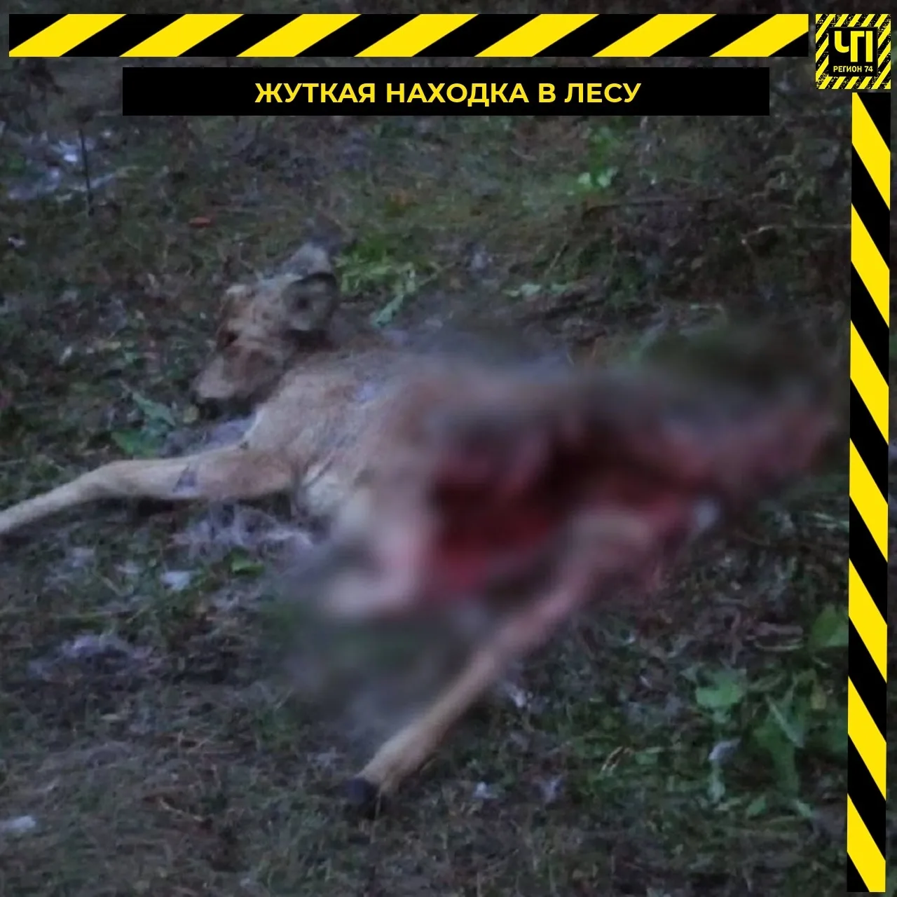 🦌 Нашли растерзанную косулю