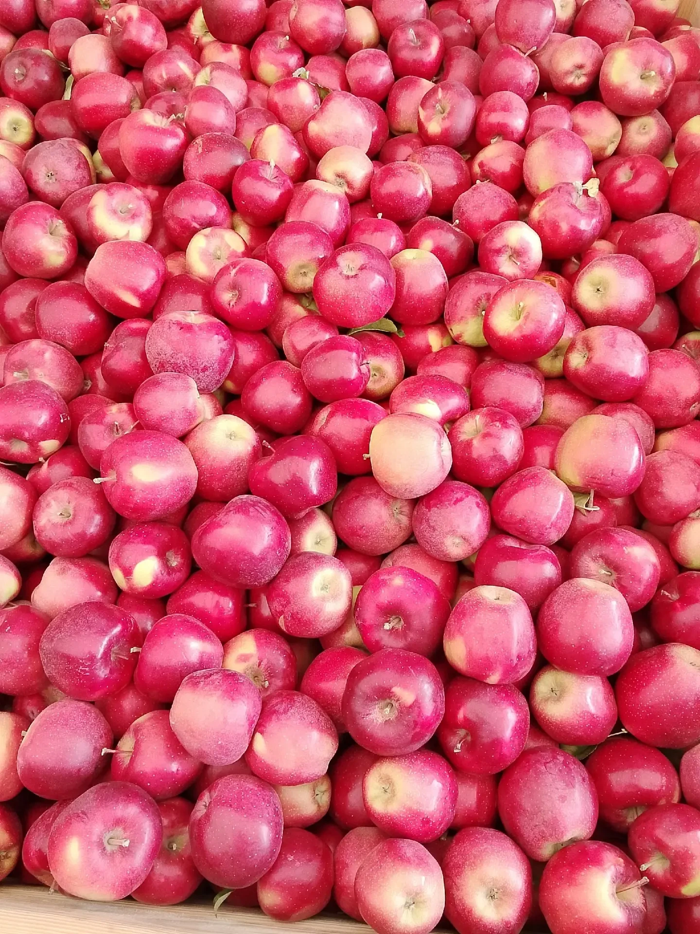 Продаю яблоки оптом 🍎