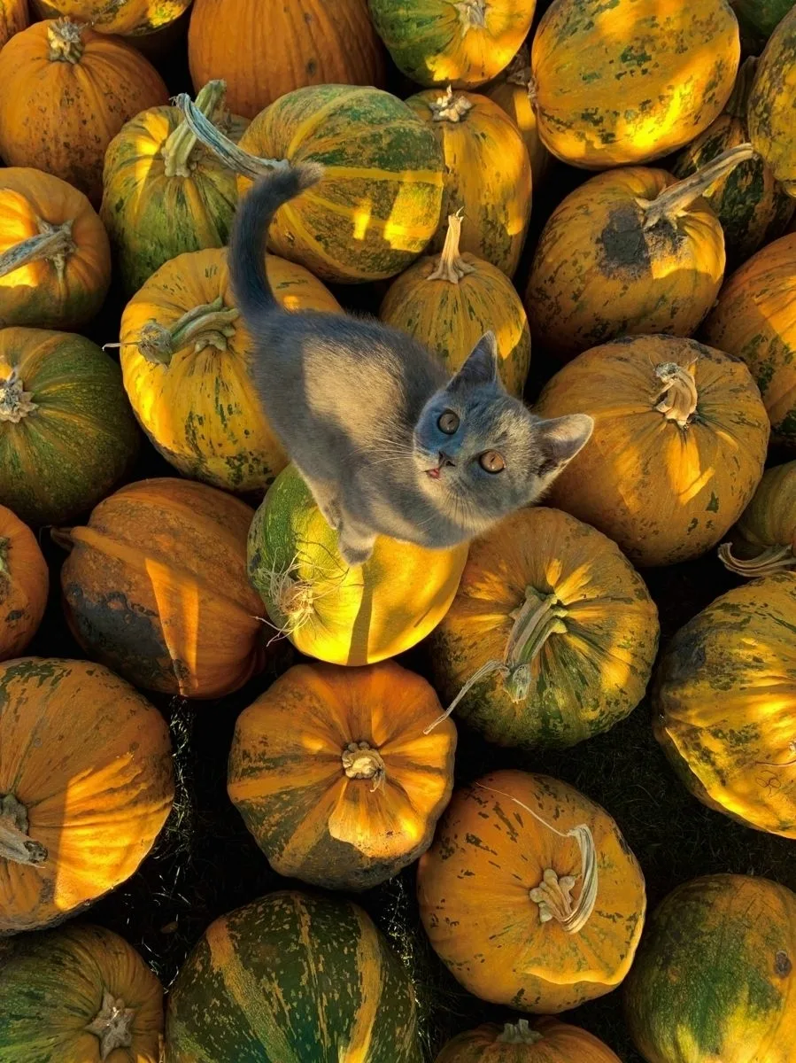 Добавим в вашу ленту немного осени и побольше котиков! 🍂🐈