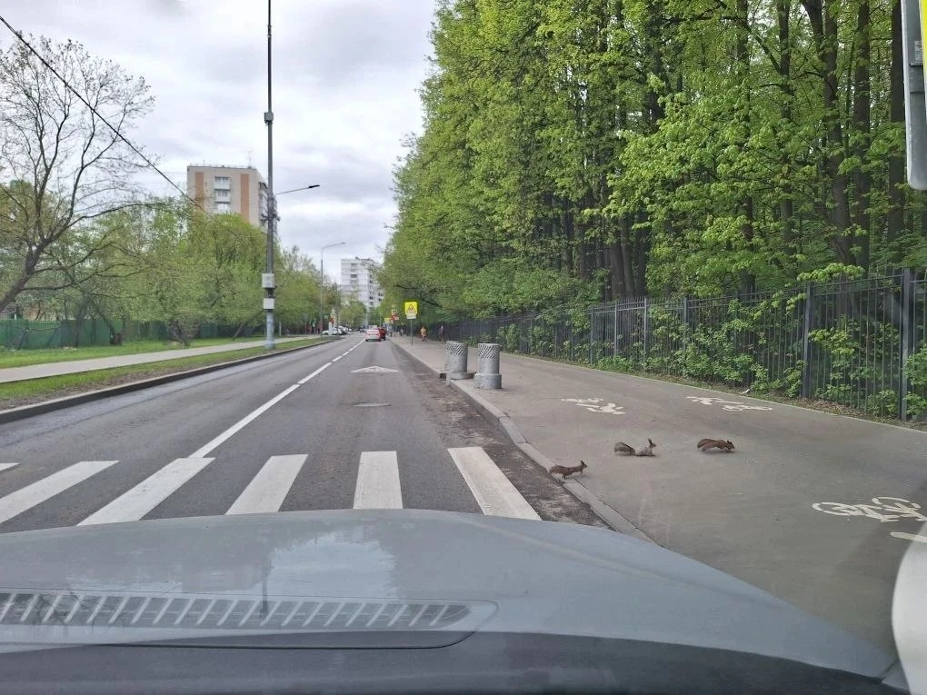 Наш читатель из Москвы Михаил Титов стал свидетелем забавной картины, как белка учила б...