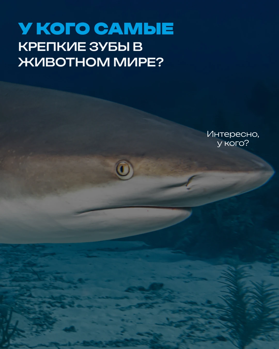 Мы привыкли считать, что человек — самый успешный эксперимент природы, но с зубами можн...