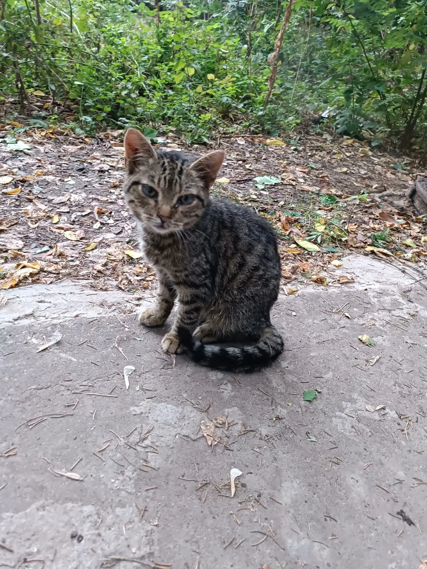 Мы уже публиковали этого котика, вот он на первом фото. Откликов, к сожалению, не было....