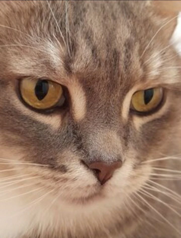 Бывалый Обыватель