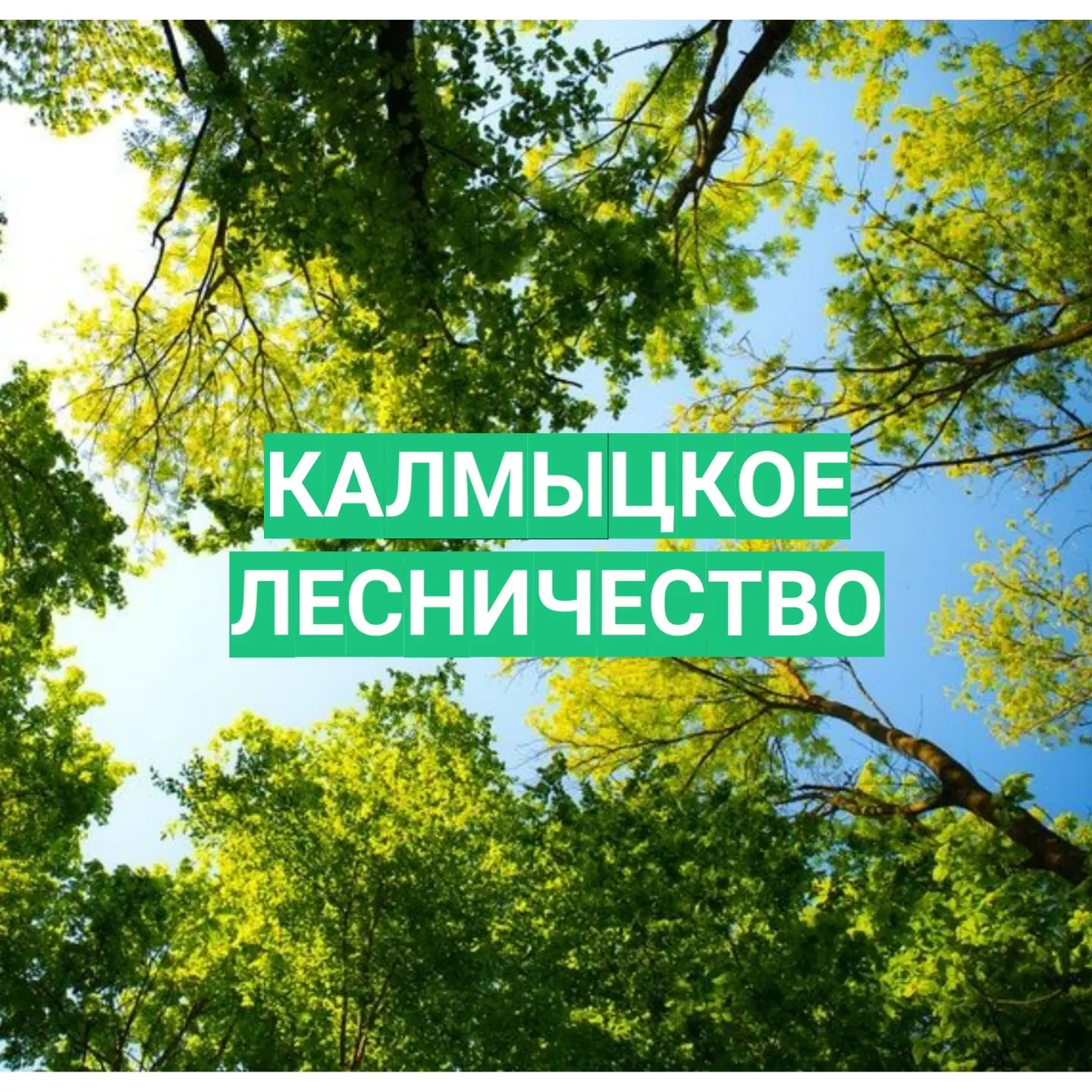 КУ РК «Калмыцкое лесничество»