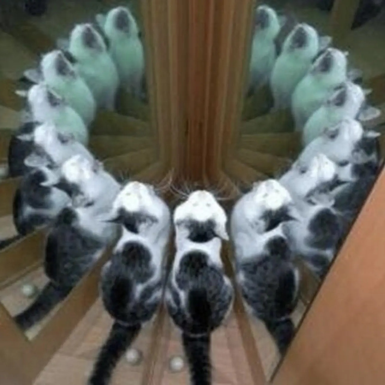 Follyflly
