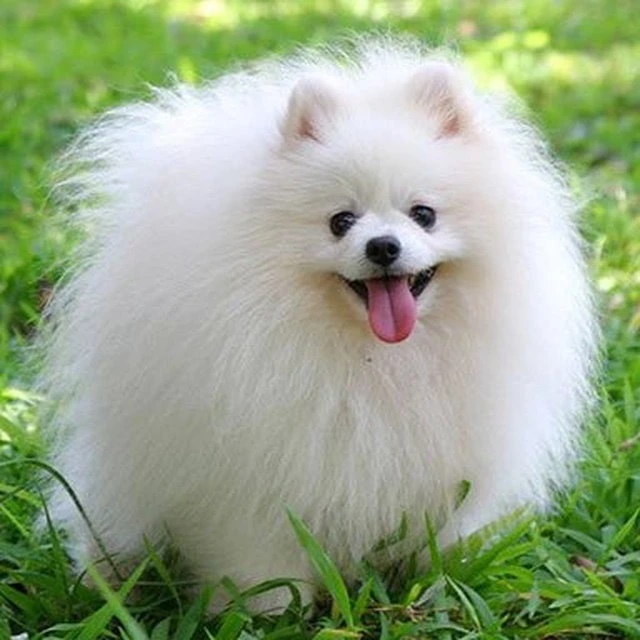 Собаки. Собачки 🐶