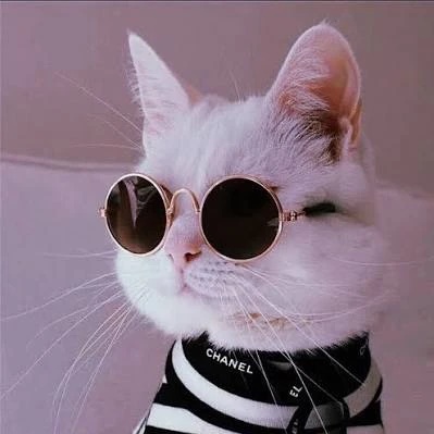 Кошки. Котики 🐈