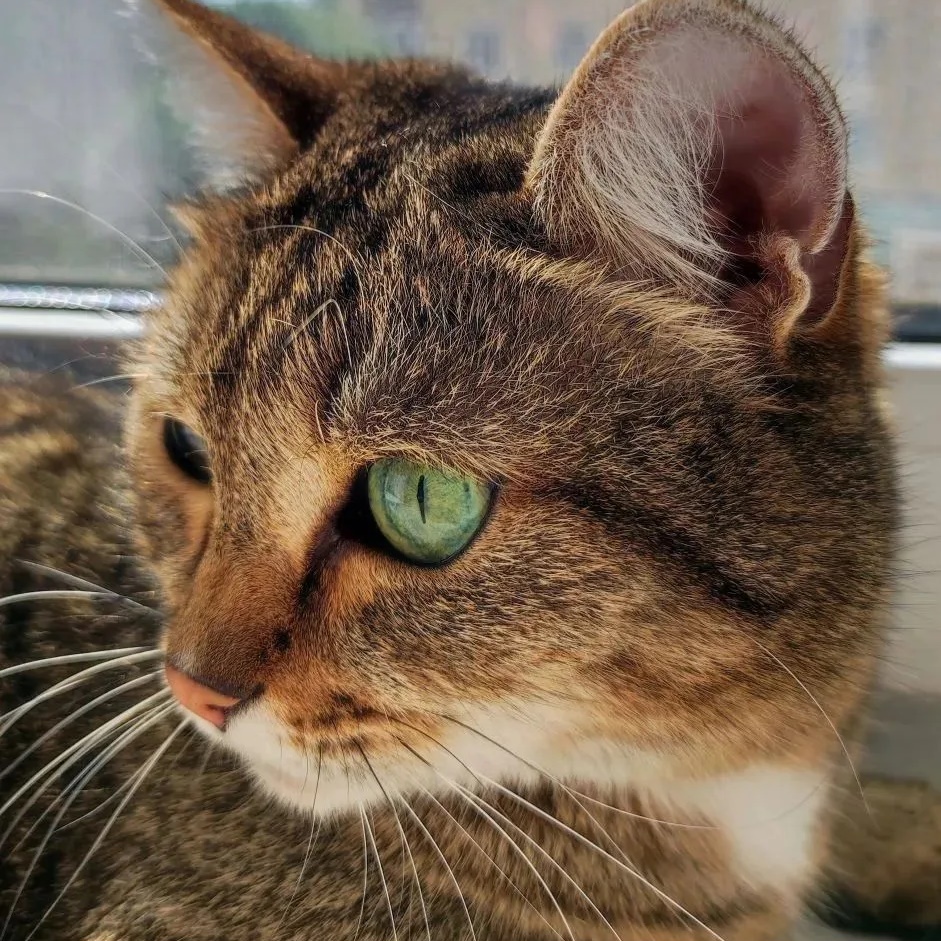 Ни дня без КОШКИ