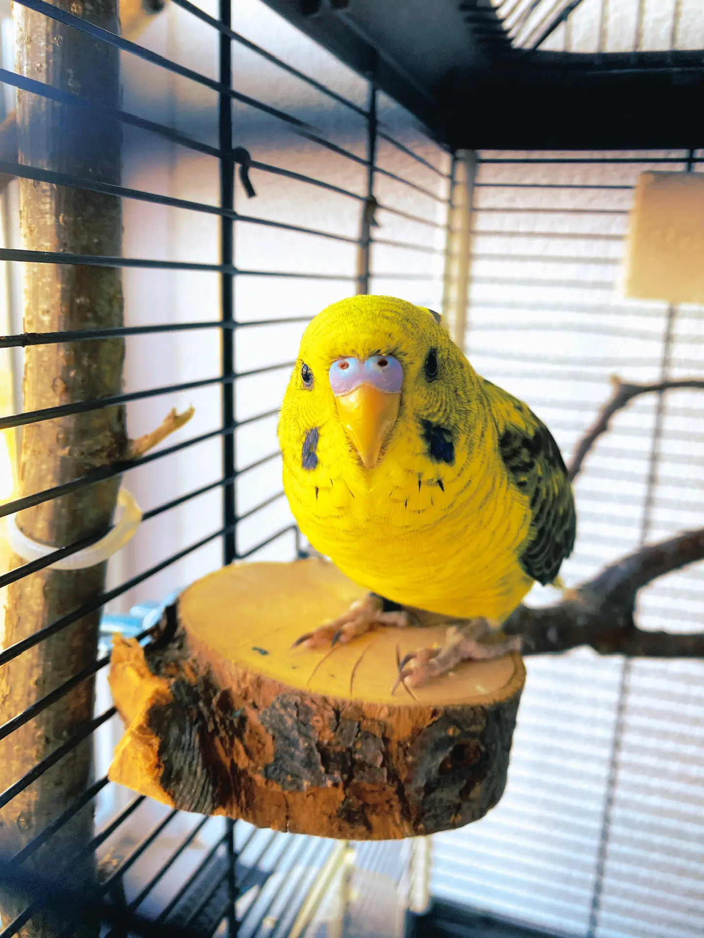 Попугаи. Содержание и уход.