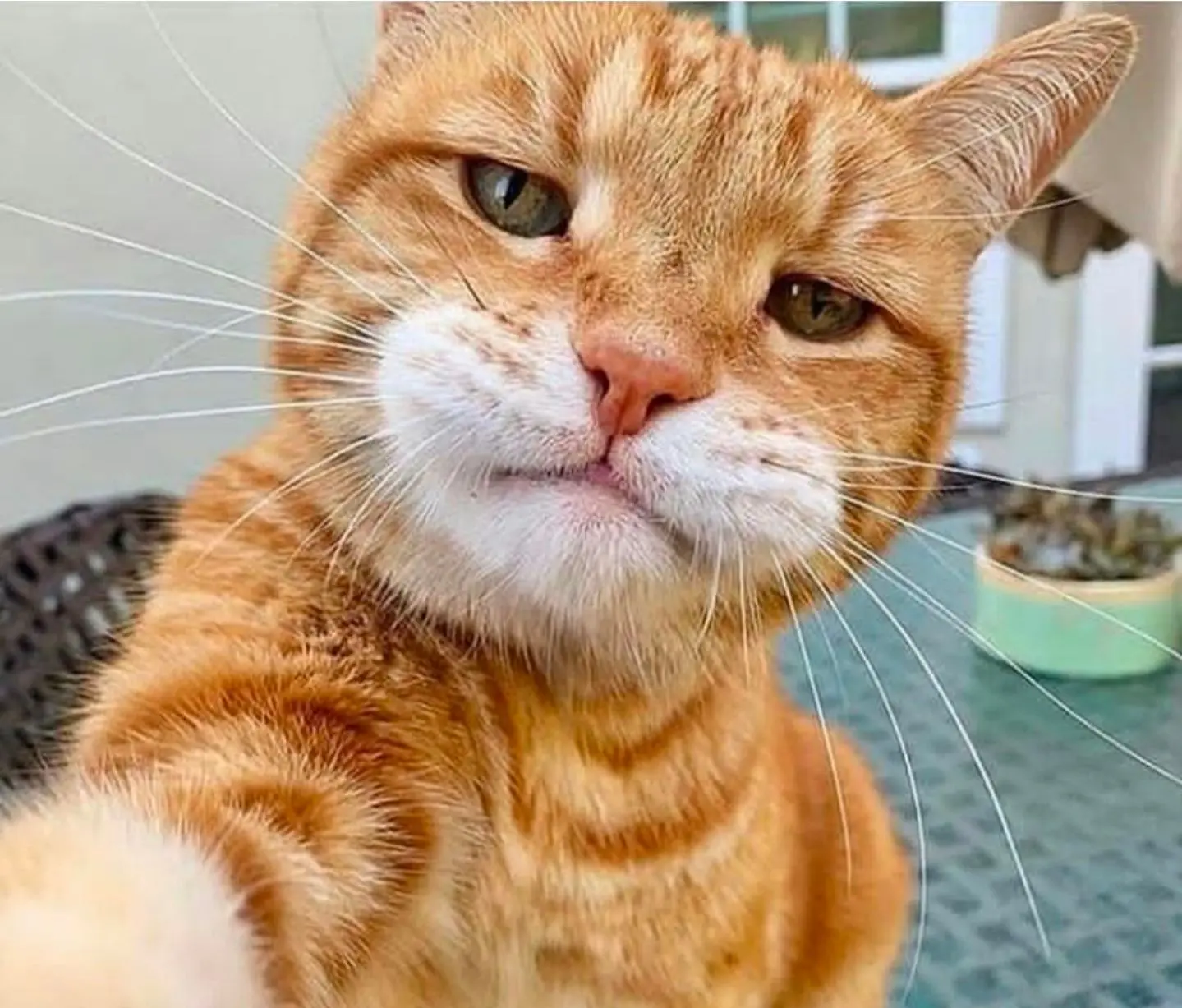 ВЕСЕЛЫЕ КОШКИ