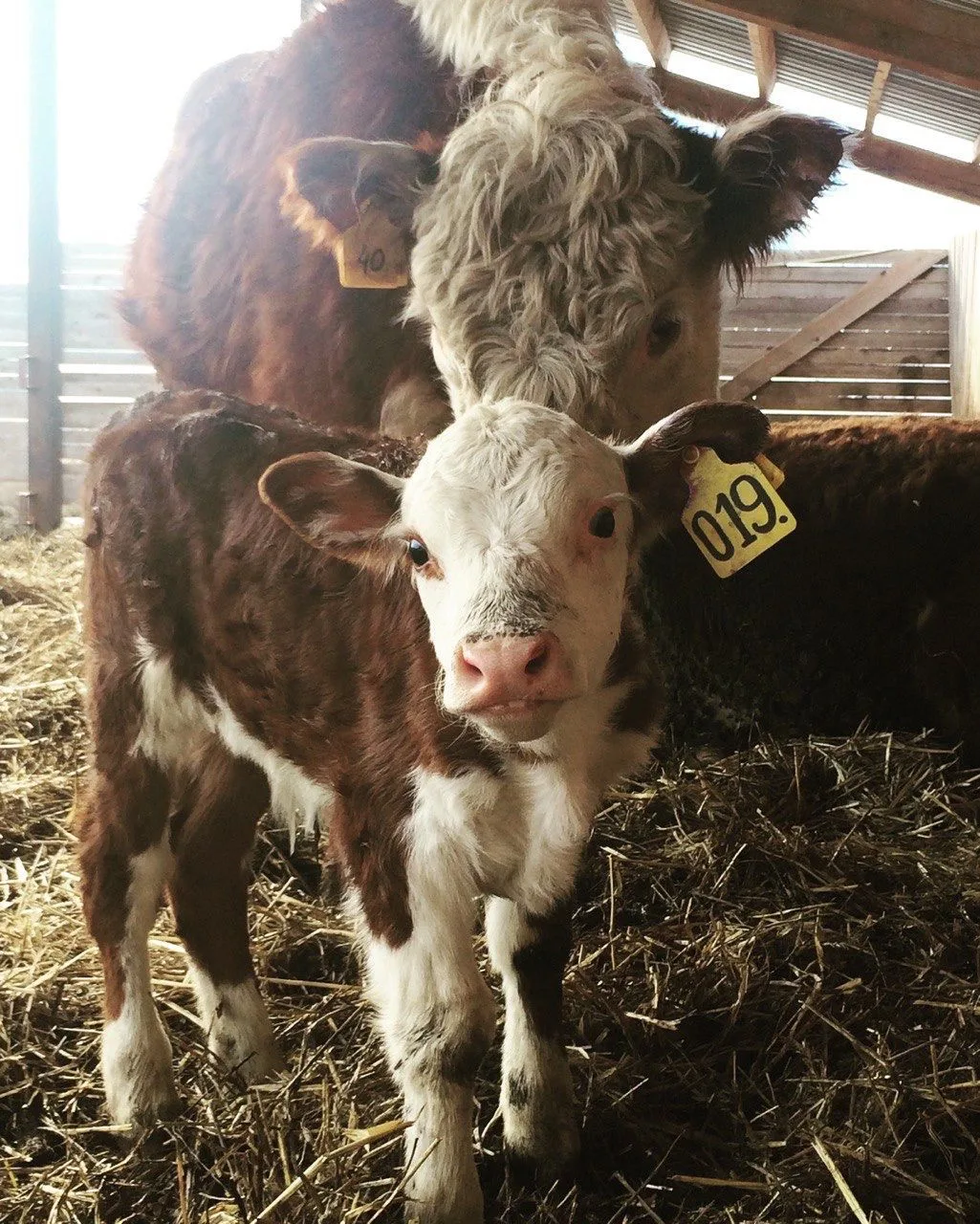 КФХ "Герефорд"