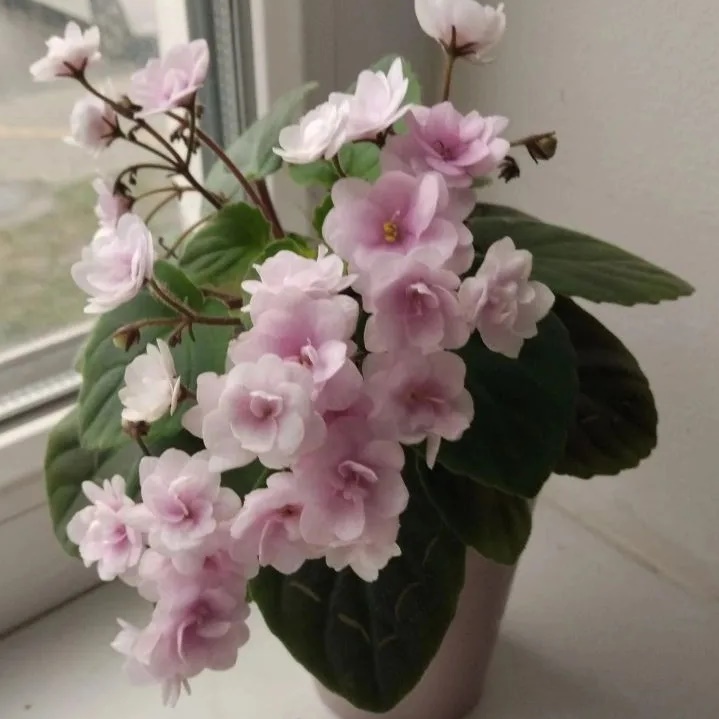 Питомник фиалок "Хромыхи"