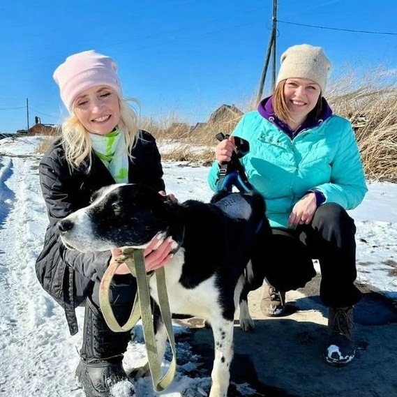 Приют для животных "Добрые руки"