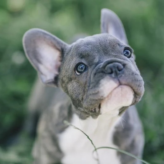 Логотип канала Французский бульдог. Щенки. Продажа