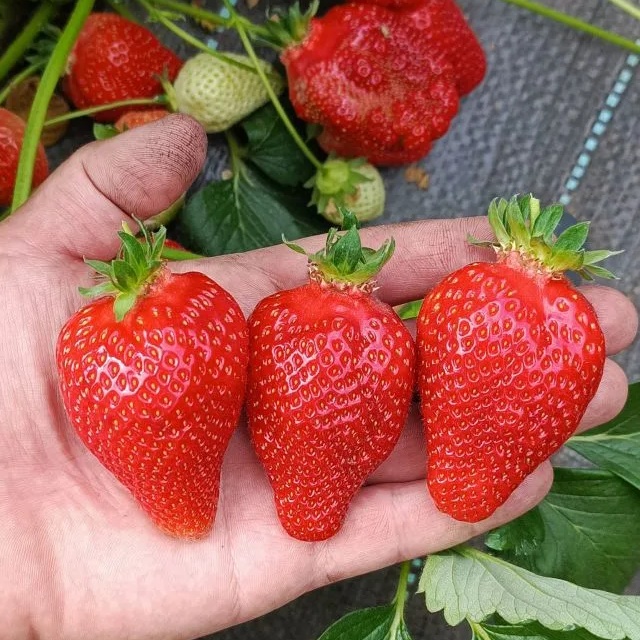 Логотип канала Клубника-СТ