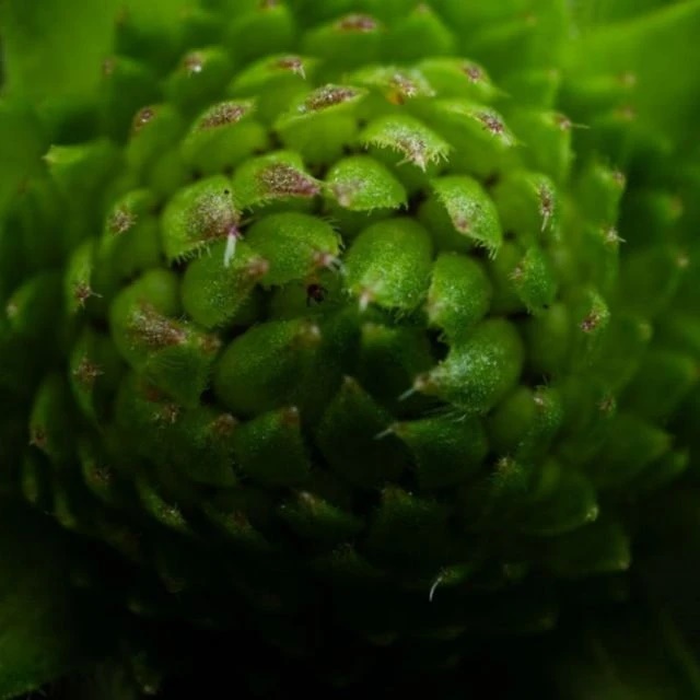 Макро-эстетика