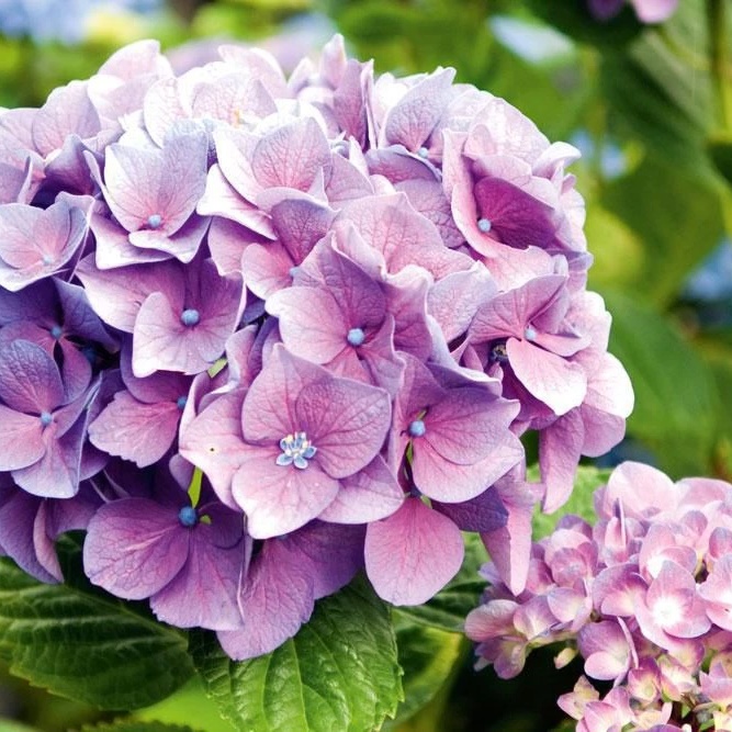 ⲄⲞⲢⲦⲈⲎⳄИЯ ⲟⲧ 𐌀 ⲇⲟ Я