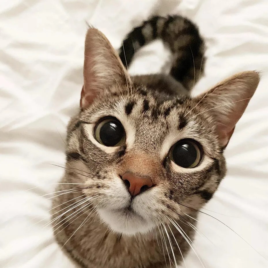 Логотип канала Животные|Юмор