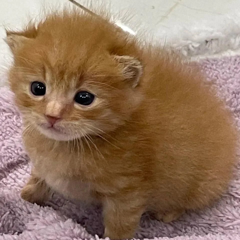 Логотип канала котята как смысл жизни