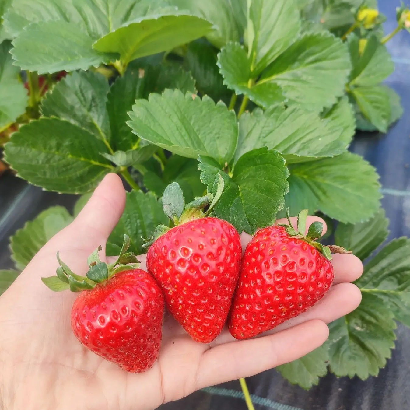 Цветы🌸 и ягода🍓