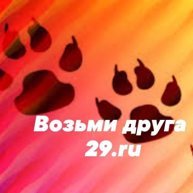 Фотография канала Max Возьми друга | Отдам в добрые руки 29.ru