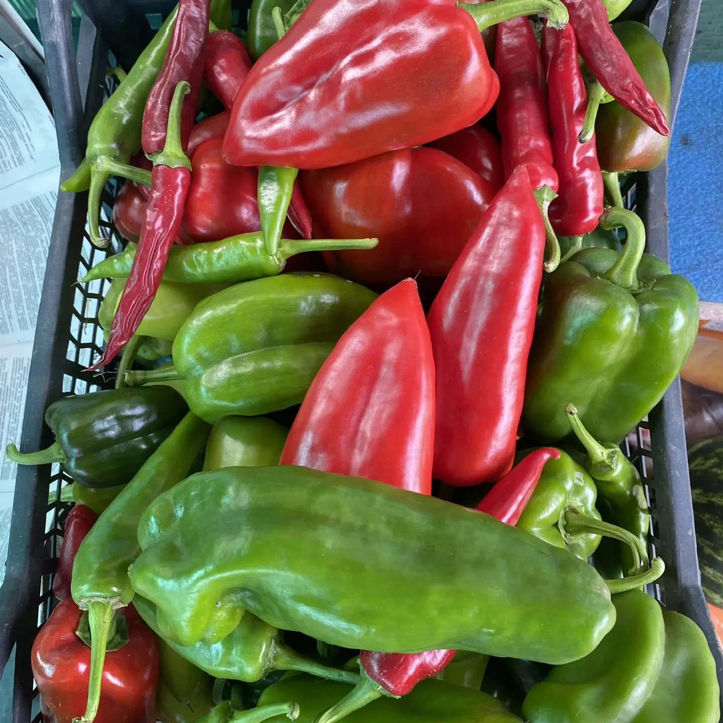 Логотип канала На даче у Ляли