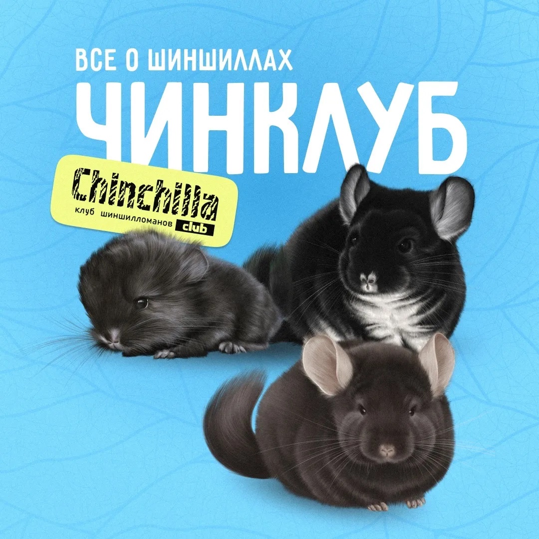 Фотография канала Max ЧинКлуб - всё о шиншиллах