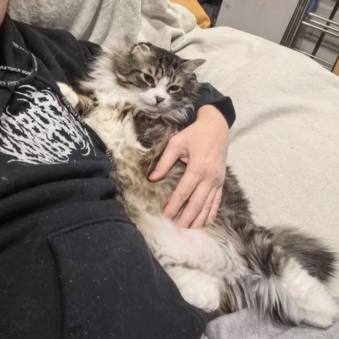 Жизнь кота без лап