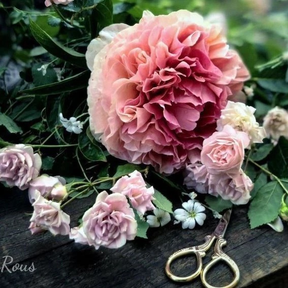 О пионах с любовью...