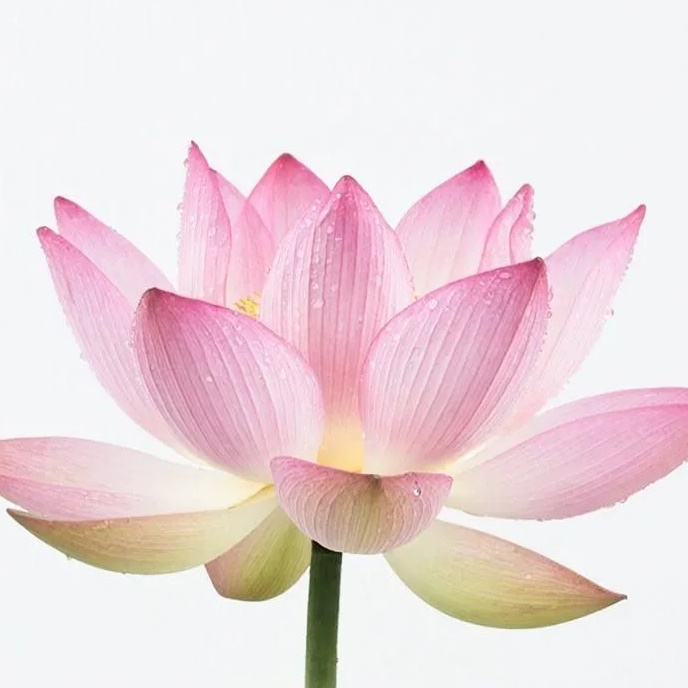 Даосские женские практики