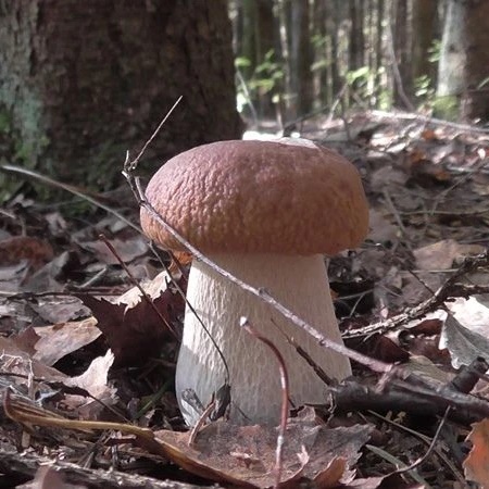 Логотип канала Грибы России