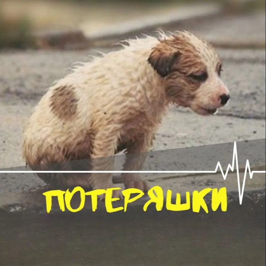 Фотография канала Max Потеряшки КЕМЕРОВО