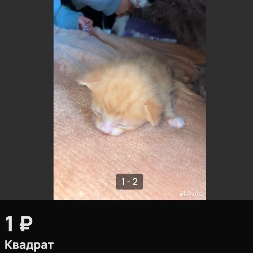Фотография канала Max невсратые котята с авито в макс