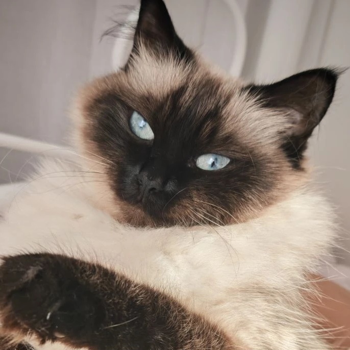 Фотография канала Max тот кот