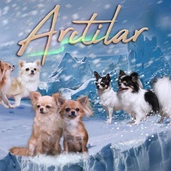 Питомник ARCTILAR