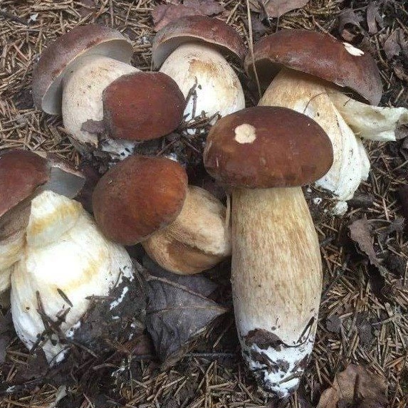 Логотип канала Грибы и рыбалка в Подмосковье