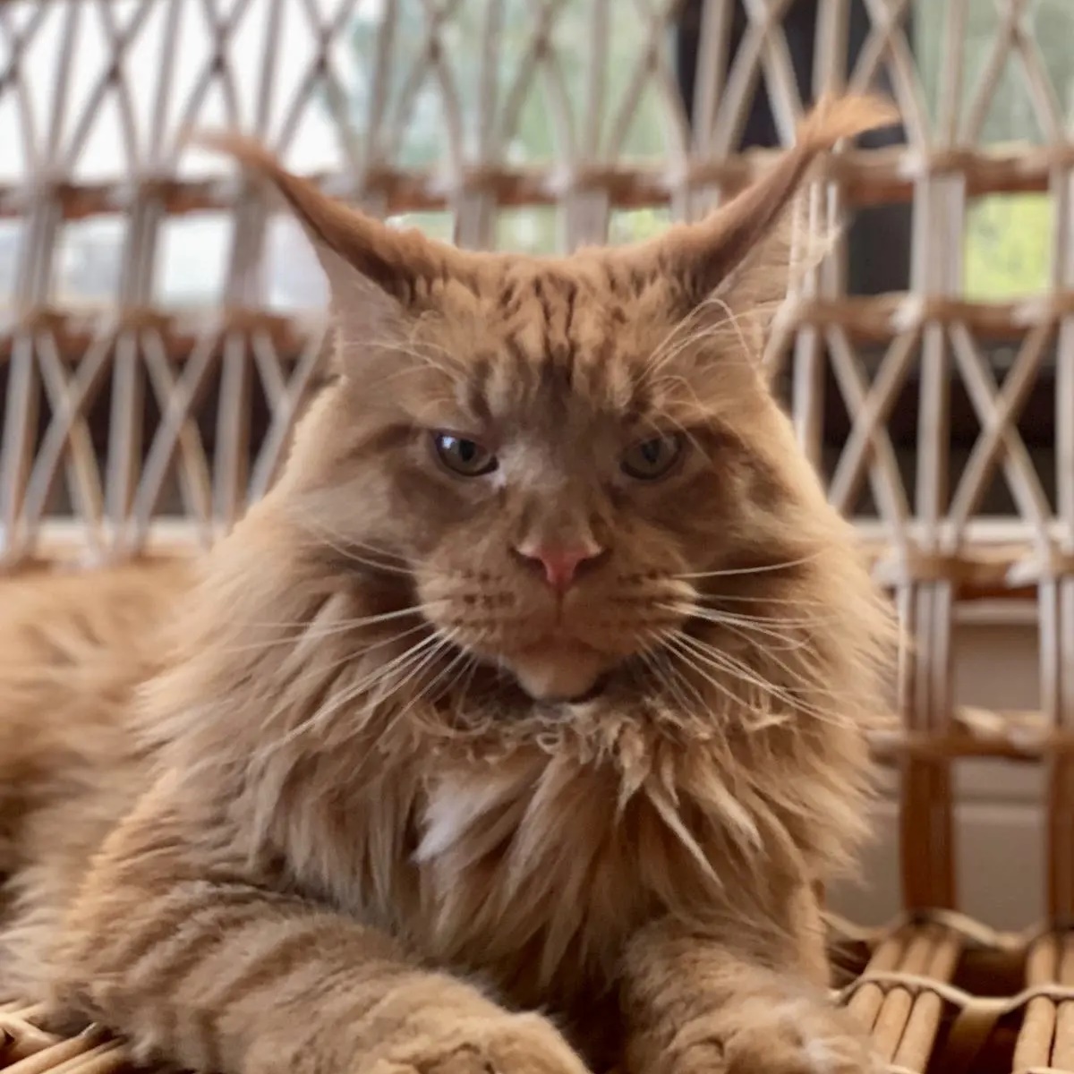 Caramel питомник любимых мейн Кунов