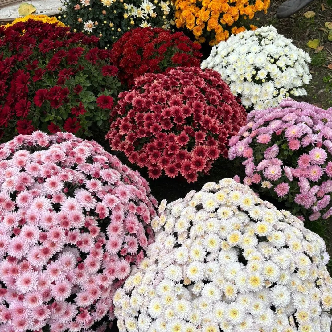 Логотип канала Мультифлора