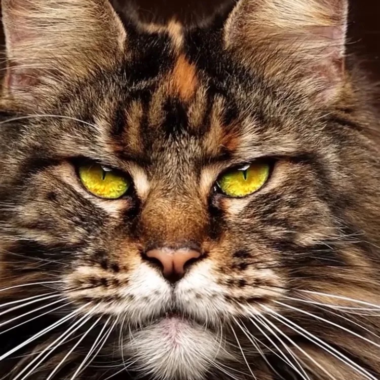 Логотип канала Kotiki