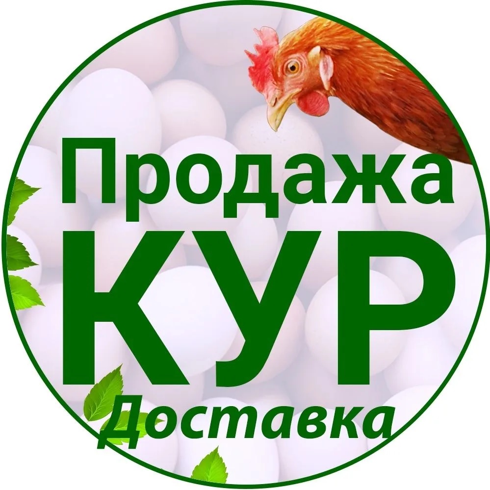Логотип канала Продажа и доставка Кур-несушек | Куры76.рф