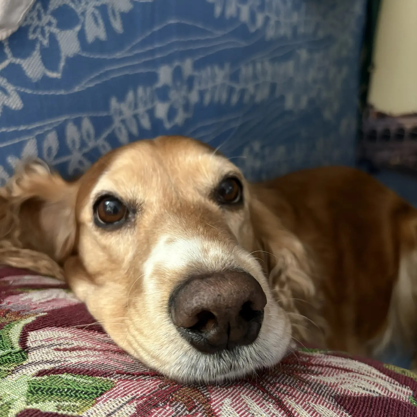 Логотип канала Кинологи России.