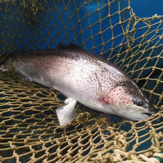 РЫБНОЕ ЦАРСТВО