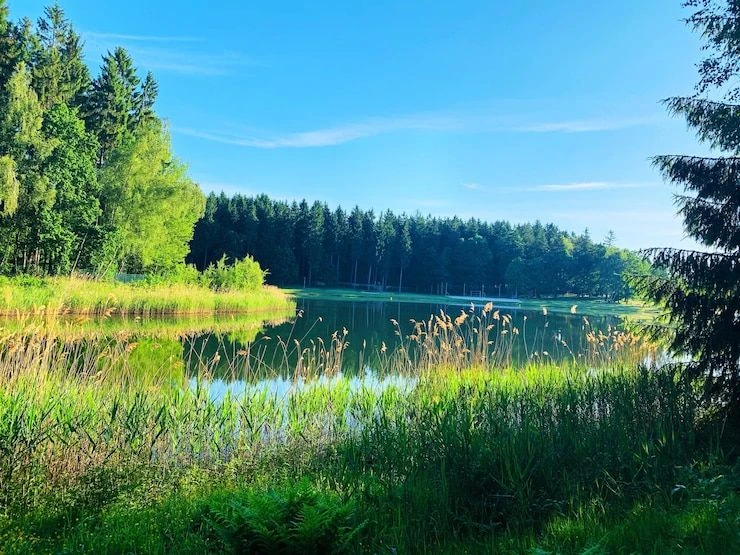 ГАУ РБ Аскинский лесхоз