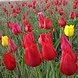 Администрация Березовского сельского муниципального образования Республики Калмыкия