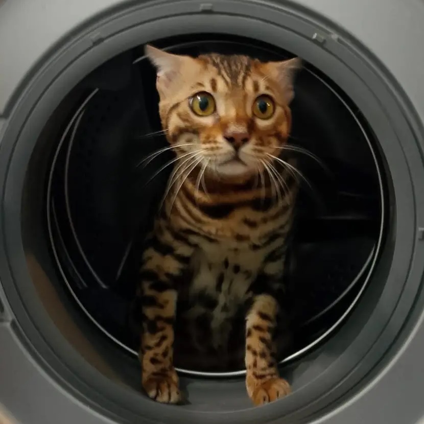 Усы, лапы и хвост!🐾