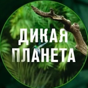 Дикая Планета