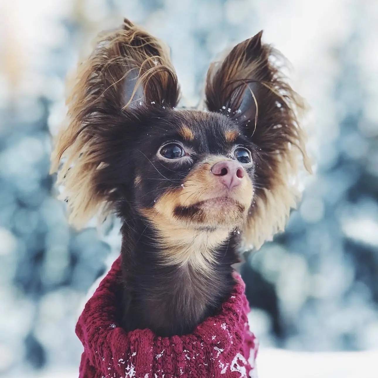 РУССКИЙ ТОЙ-ТЕРЬЕР ЧИХУАХУА