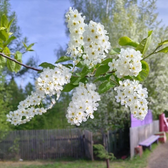 МОУ "Бадарминская СОШ"
