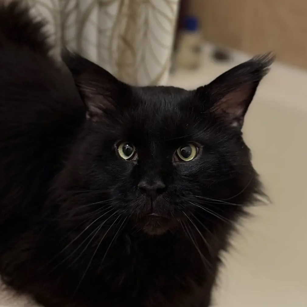 КОТЯ🐈⬛