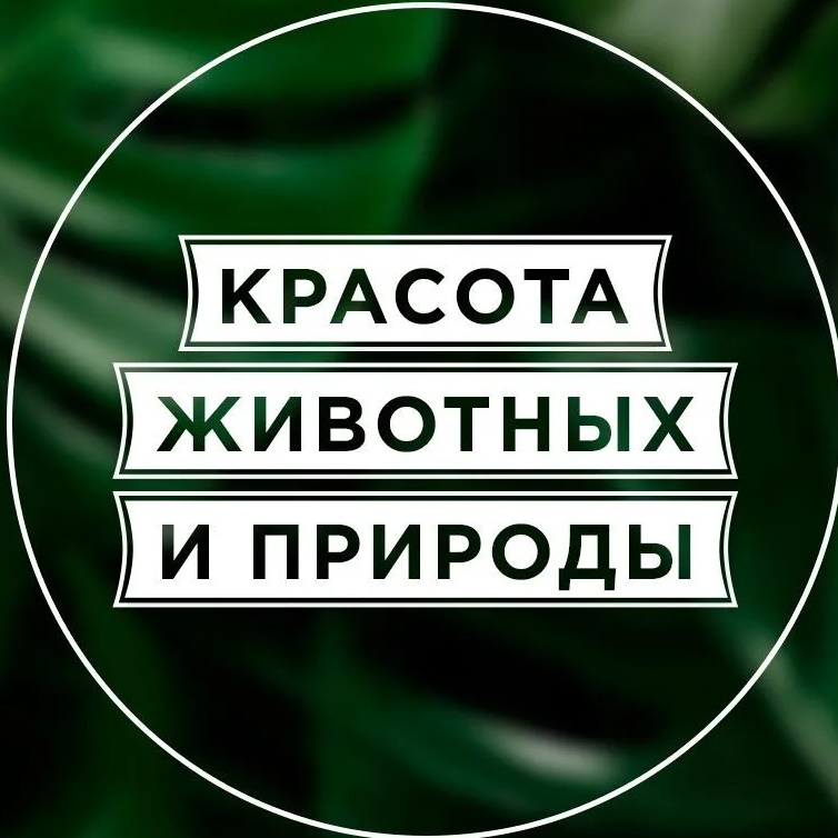 Красота животных и природы